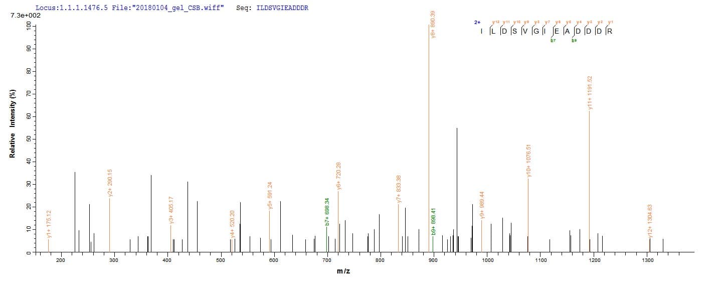 Human RPLP2 Protein (Recombinant 6His, N-terminus)