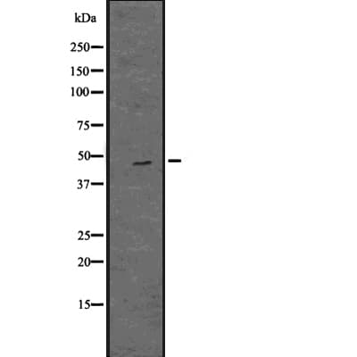 OAS1 Antibody