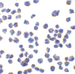 Polyclonal Rabbit anti-Human C1QTNF7 / CTRP7 Antibody (WB)
