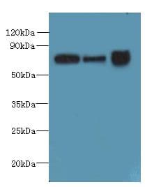 SLC23A1 / SVCT1 Antibody