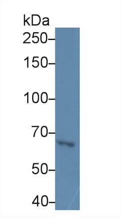 TLR3 Antibody (aa727-905, APC)