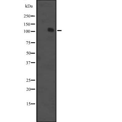 MCF2 / DBL Antibody