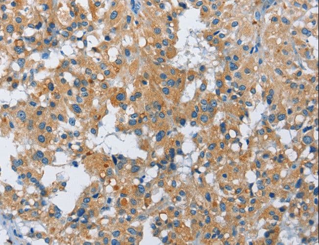 FGF9 Antibody