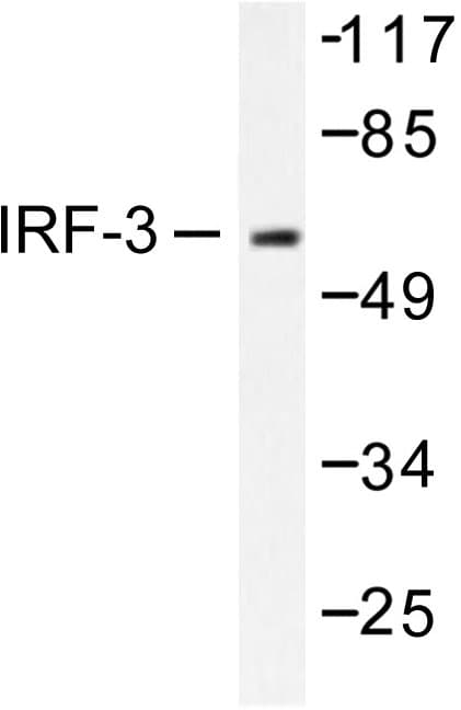 IRF3 Antibody (Ala379)