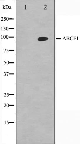ABCF1 Antibody