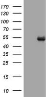 CD4 Antibody (clone OTI5B7)