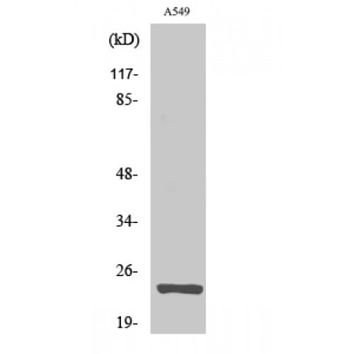 MRPL13 Antibody (90-170 aa, C-terminal)
