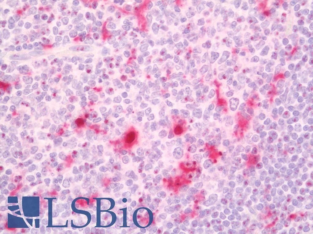 IHC-plus™ IL18 Antibody