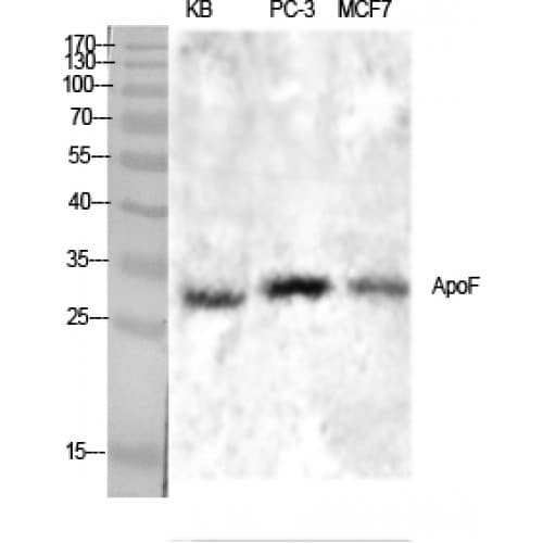 APOF / Apolipoprotein F Antibody (190-270 aa, C-terminal)