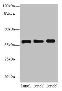 MRPL44 Antibody