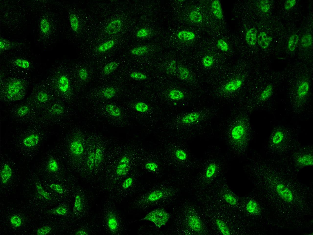 Polyclonal Rabbit anti-Human IGDCC4 / NOPE Antibody (IF)