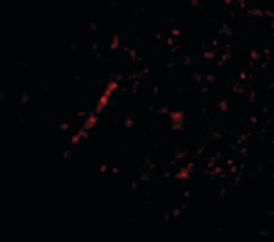 IHC-plus™ SLC9A1 / NHE1 Antibody