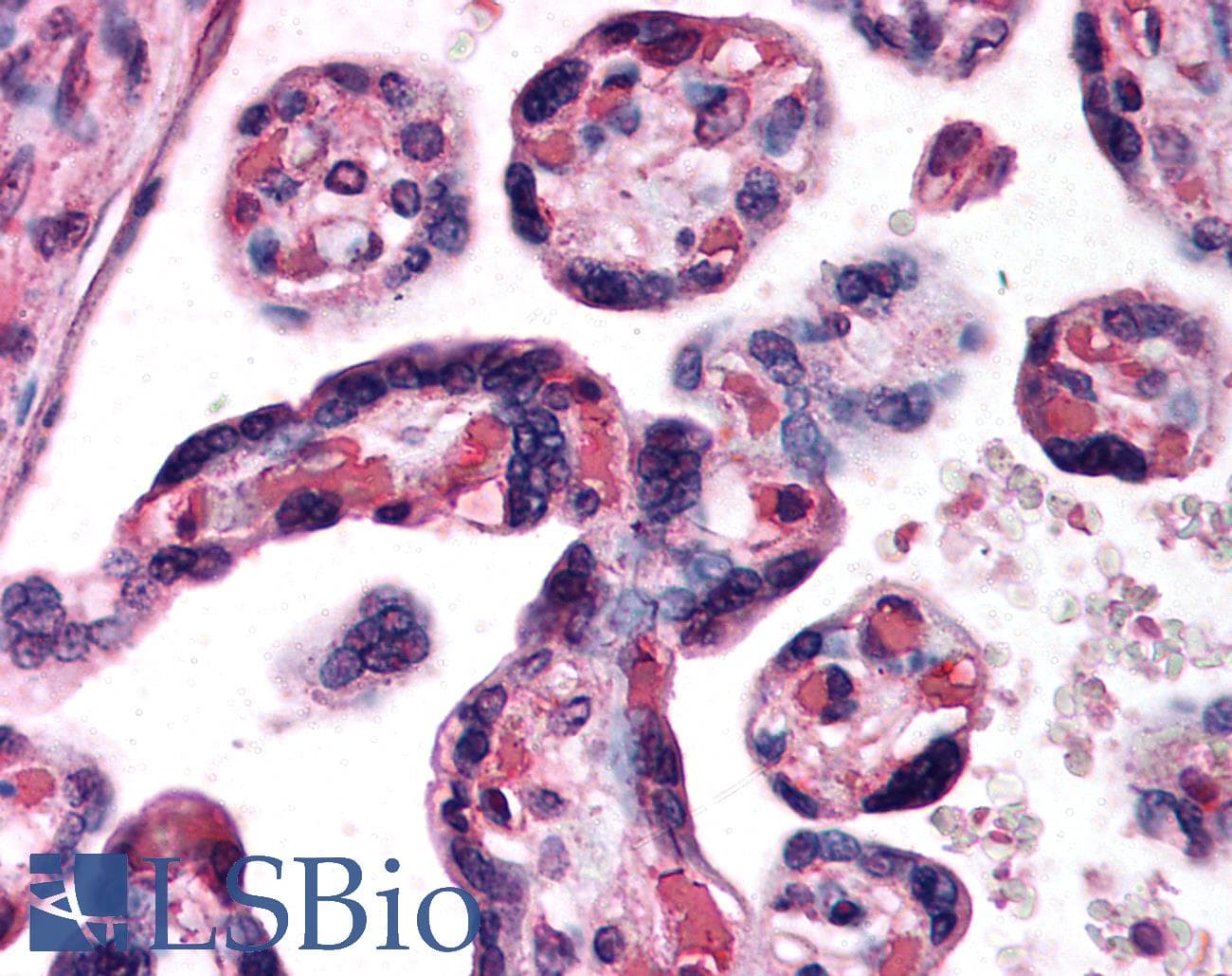 IHC-plus™ DKK1 Antibody (aa250-262)