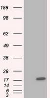 TTC32 Antibody (clone OTI5C12, Carrier-free)