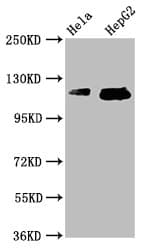 TMF1 / TMF-1 Antibody