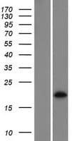 C11orf71 Protein (Over-Expression Lysate Myc-DDK (Flag))