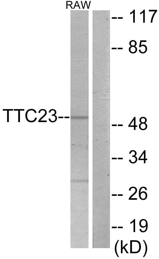 TTC23 Antibody