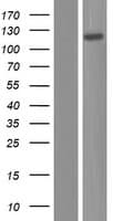 NEPH1 / KIRREL Protein (Over-Expression Lysate Myc-DDK (Flag))