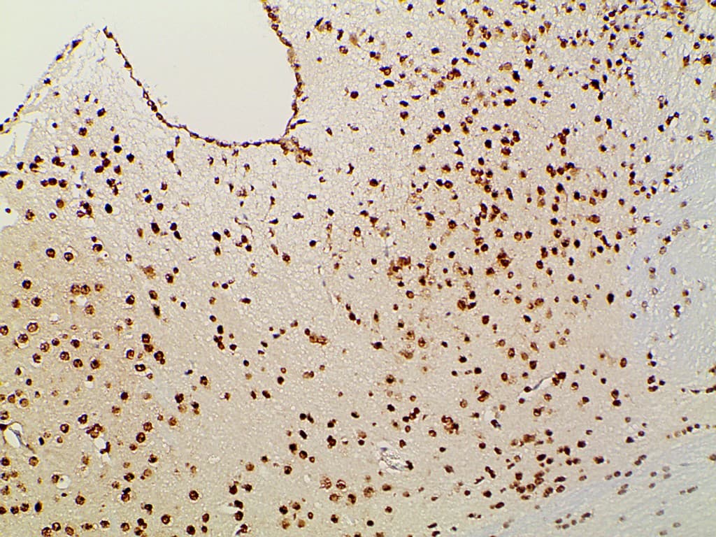 EFNB2 / Ephrin B2 Antibody