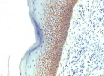 CDH1 / E Cadherin Antibody (clone CDH1/1525, Azide-free, BSA-free)