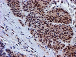 PSMD2 Antibody (clone OTI1G6)