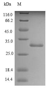 Rat Trypsin-4 Protein (Recombinant 6His, N-terminus)