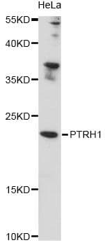 PTRH1 Antibody