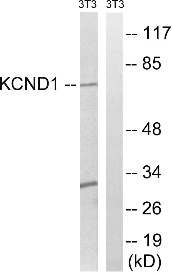 KCND1 / Kv4.1 Antibody (aa558-607)
