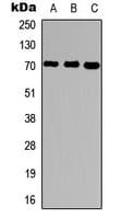 UBQLN3 Antibody (Internal)