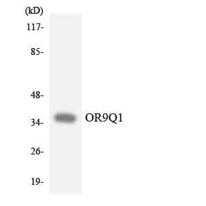 OR9Q1 Antibody (aa223-272)