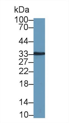 KLK8 / Kallikrein 8 Antibody (aa29-260, Biotin)