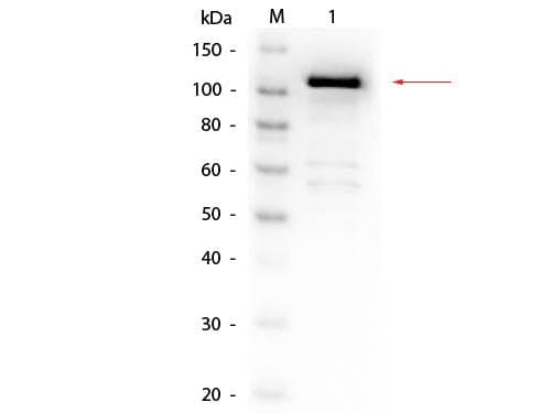 Polyclonal Rabbit anti-E. coli Beta Galactosidase Antibody (Biotin, IHC, WB)