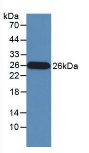 GZMM / Granzyme M Antibody