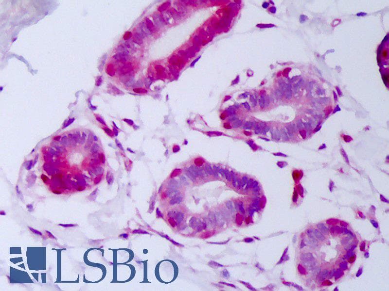 PathPlus™ FGF2 / Basic FGF Antibody