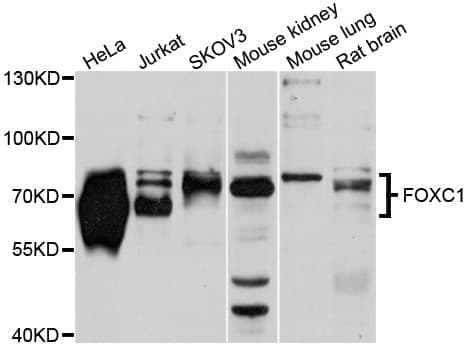 FOXC1 Antibody