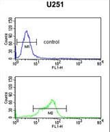 MAGT1 Antibody (aa44-71)