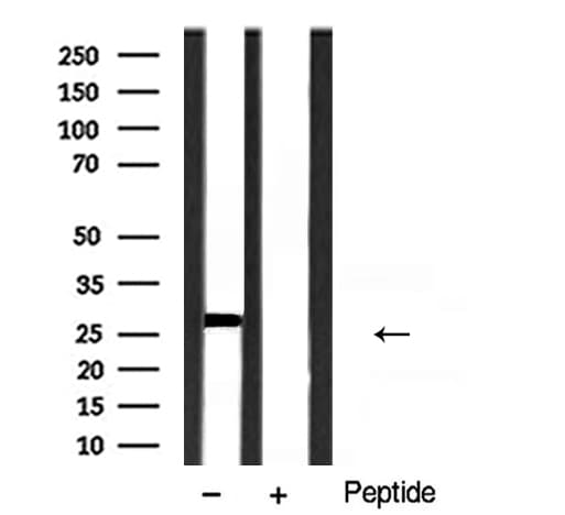 VEGFA / VEGF Antibody