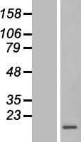 Human YBEY / C21orf57 Protein (Over-Expression Lysate Myc-DDK (Flag))