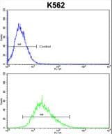 Polyclonal Rabbit anti-Human ITM2A Antibody (aa22-49, WB)