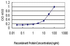 IHC-plus™ Monoclonal Mouse anti-Human MAPK9 / JNK2 Antibody (clone 1C1-3A8, IHC, WB)