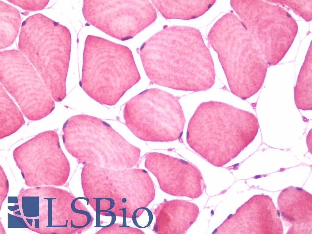 IHC-plus™ OSBPL9 Antibody (C-Terminus)