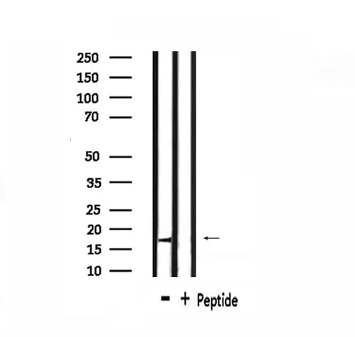 CDC42EP5 Antibody
