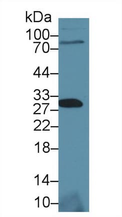 SIT1 Antibody (aa2-175)
