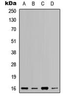 RPL37A Antibody (Internal)