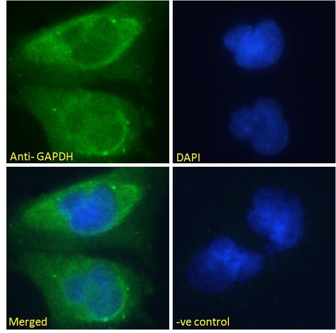 Polyclonal Goat anti-Human GAPDH Antibody (aa92-103, IHC, IF, WB)