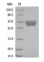 Bradyrhizobium Formamidase (amiF) Protein (Recombinant 6His, N-terminus)