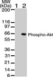 AKT1 Antibody (phospho-Ser473, clone 104A282)