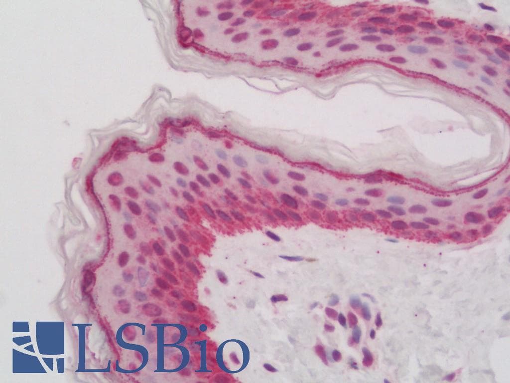 IHC-plus™ GATA3 Antibody