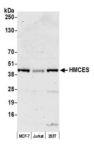 HMCES / C3orf37 Antibody (aa66)