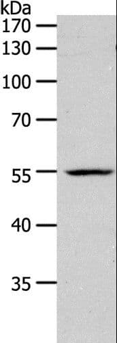PAX1 Antibody